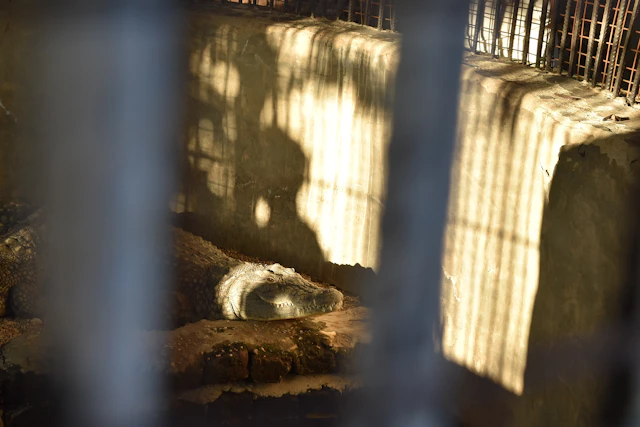 A crocodile rests silently in a shadowy enclosure near the banana plantations of Luxor. Once revered in ancient Egypt, crocodiles were symbols of Sobek, the god of strength and protection, adding a touch of mysticism to this serene agricultural area.