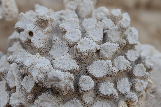 An exquisite close-up of a coral formation captured in Egypt, revealing the delicate, organic patterns shaped by the sea over centuries.
