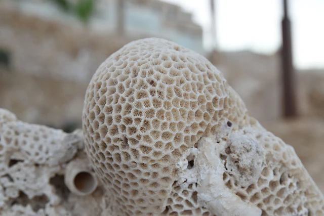 A detailed view of a coral structure from Egypt's Red Sea region, featuring intricate star-like patterns carved by nature's artistry.