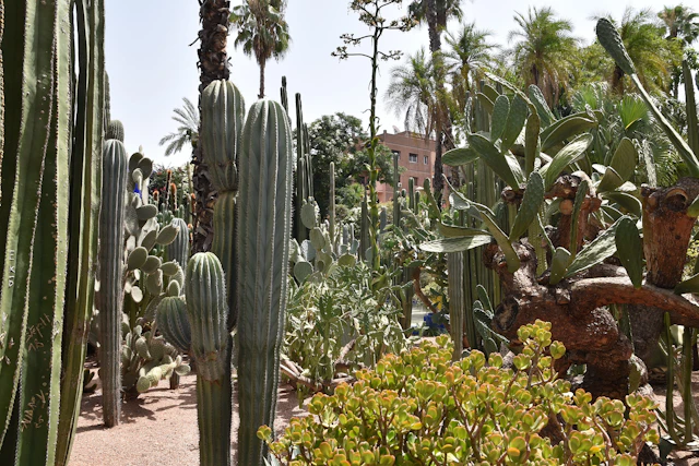 Explore the enchanting Majorelle Garden in Marrakesh, a lush oasis filled with towering cacti, exotic plants, and swaying palms. A perfect blend of nature and art, this garden reflects the vision of French painter Jacques Majorelle.