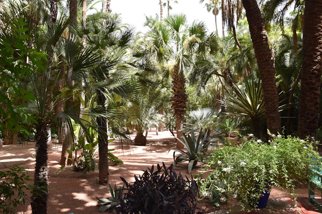 Step into the peaceful oasis of The Majorelle Garden in Marrakesh, where vibrant palms and exotic plants flourish under the Moroccan sun.