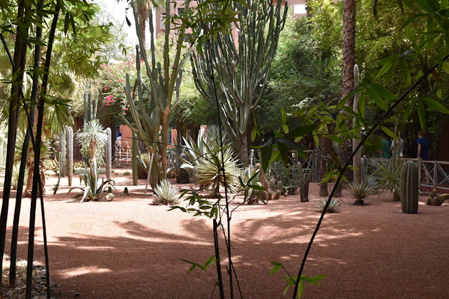 Discover the captivating beauty of The Majorelle Garden, where towering cacti and exotic plants thrive amidst serene, sunlit pathways in the heart of Marrakesh.