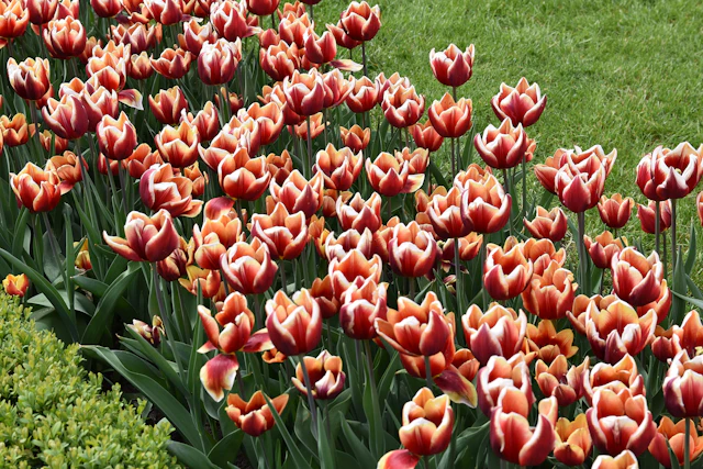 A stunning display of tulips adorns the gardens at the entrance to Ksiaz Castle in Walbrzych, offering a vibrant burst of color in this historic setting.