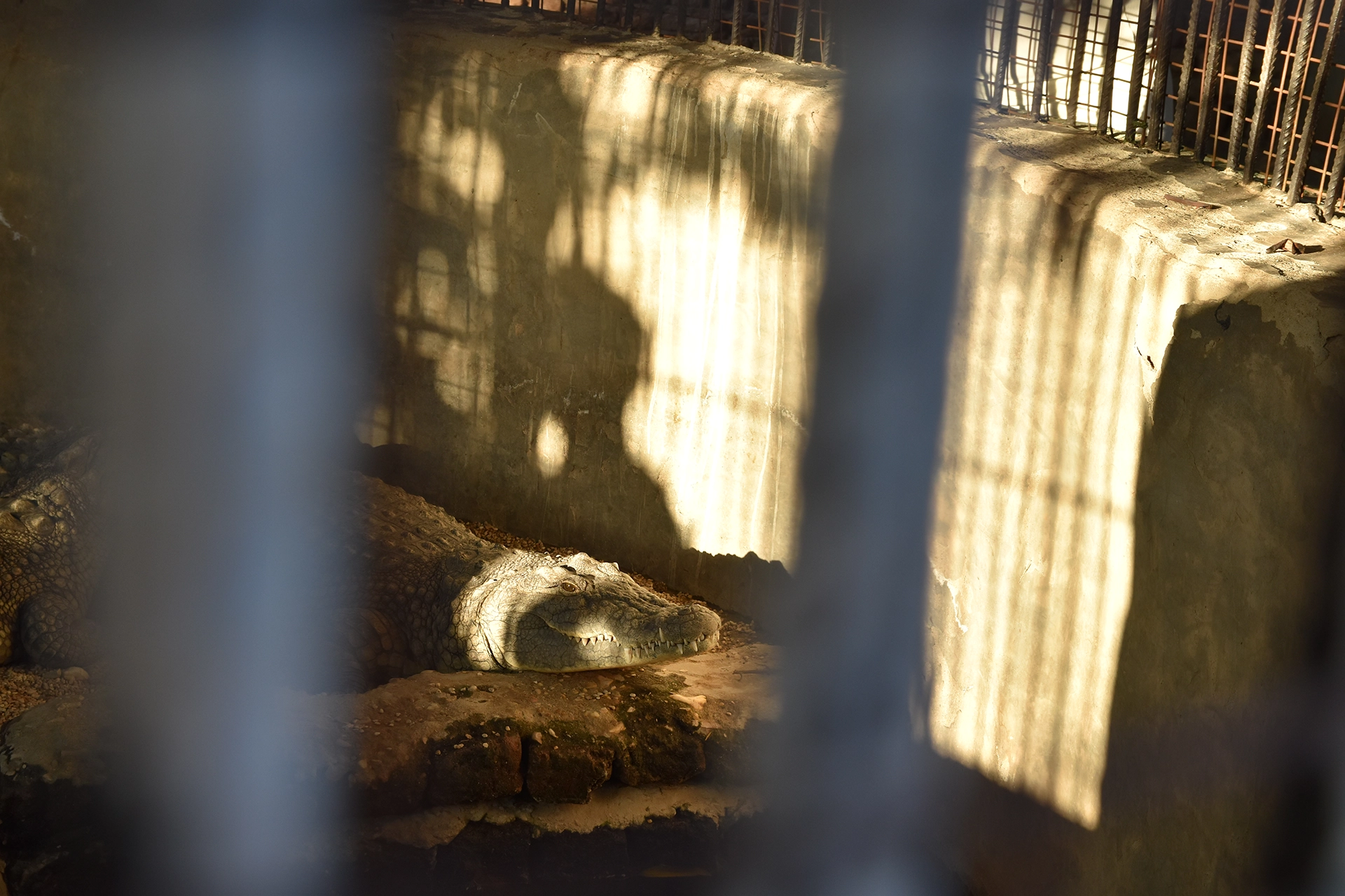 A crocodile rests silently in a shadowy enclosure near the banana plantations of Luxor. Once revered in ancient Egypt, crocodiles were symbols of Sobek, the god of strength and protection, adding a touch of mysticism to this serene agricultural area.