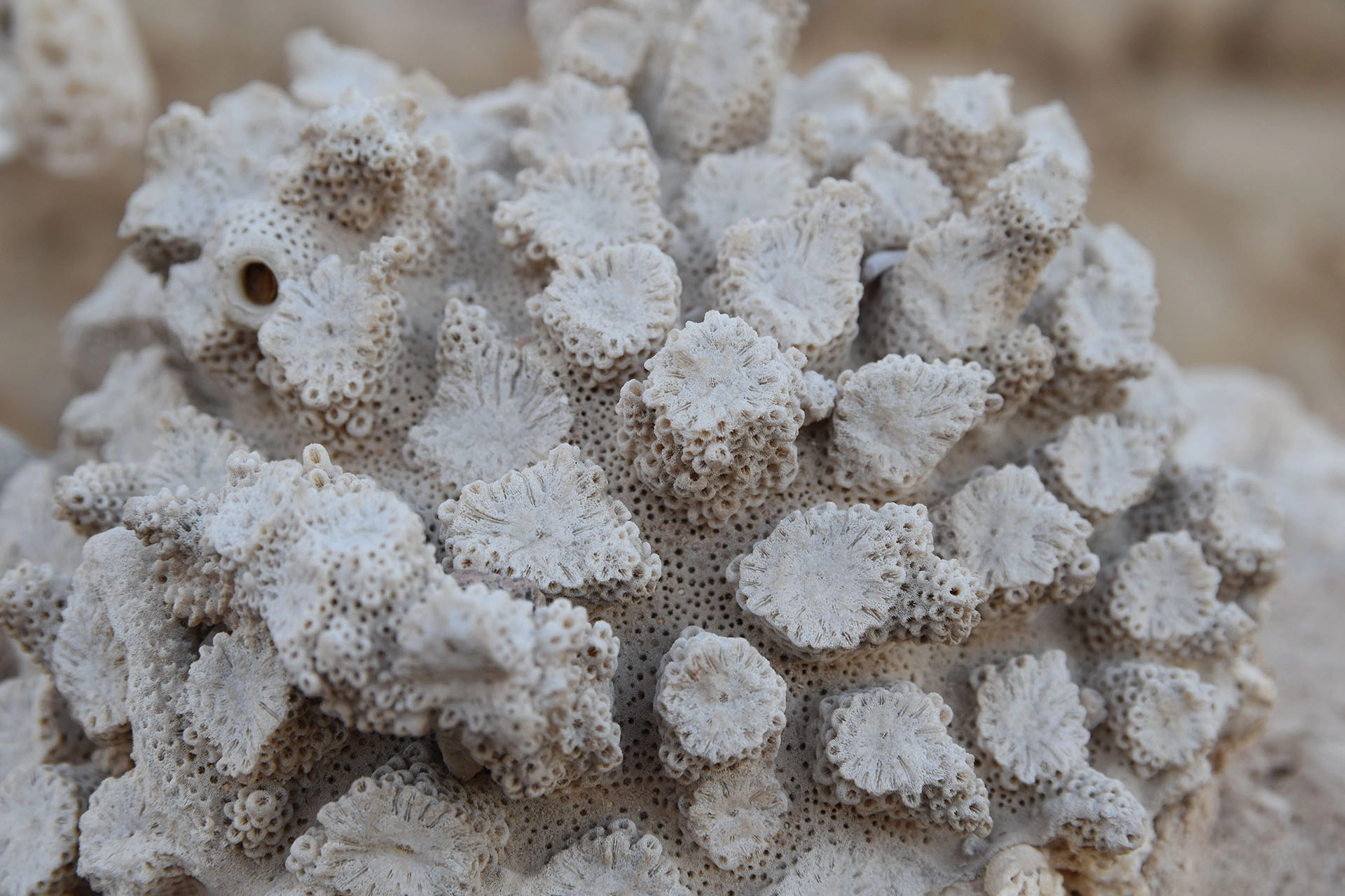 An exquisite close-up of a coral formation captured in Egypt, revealing the delicate, organic patterns shaped by the sea over centuries.