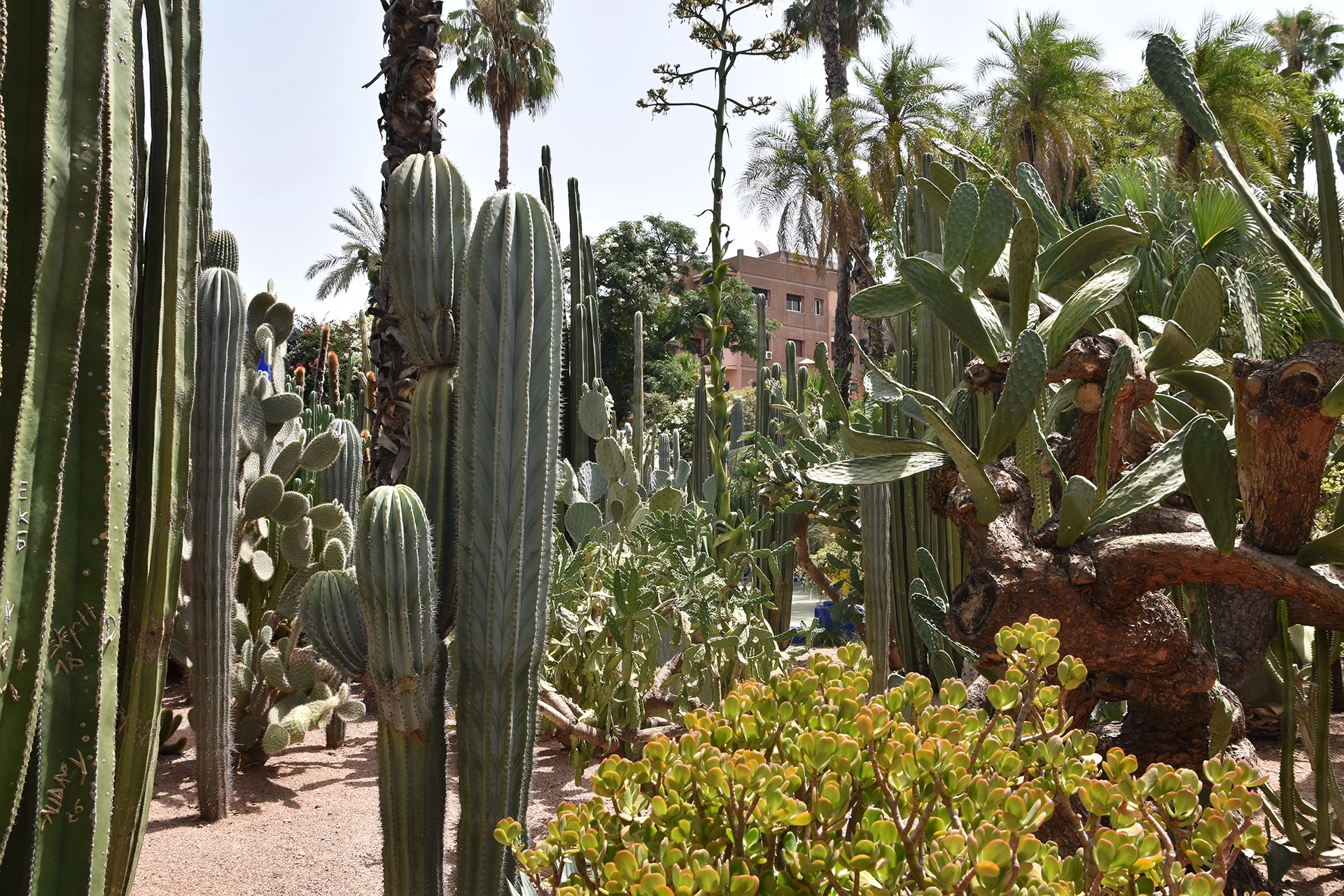 Explore the enchanting Majorelle Garden in Marrakesh, a lush oasis filled with towering cacti, exotic plants, and swaying palms. A perfect blend of nature and art, this garden reflects the vision of French painter Jacques Majorelle.