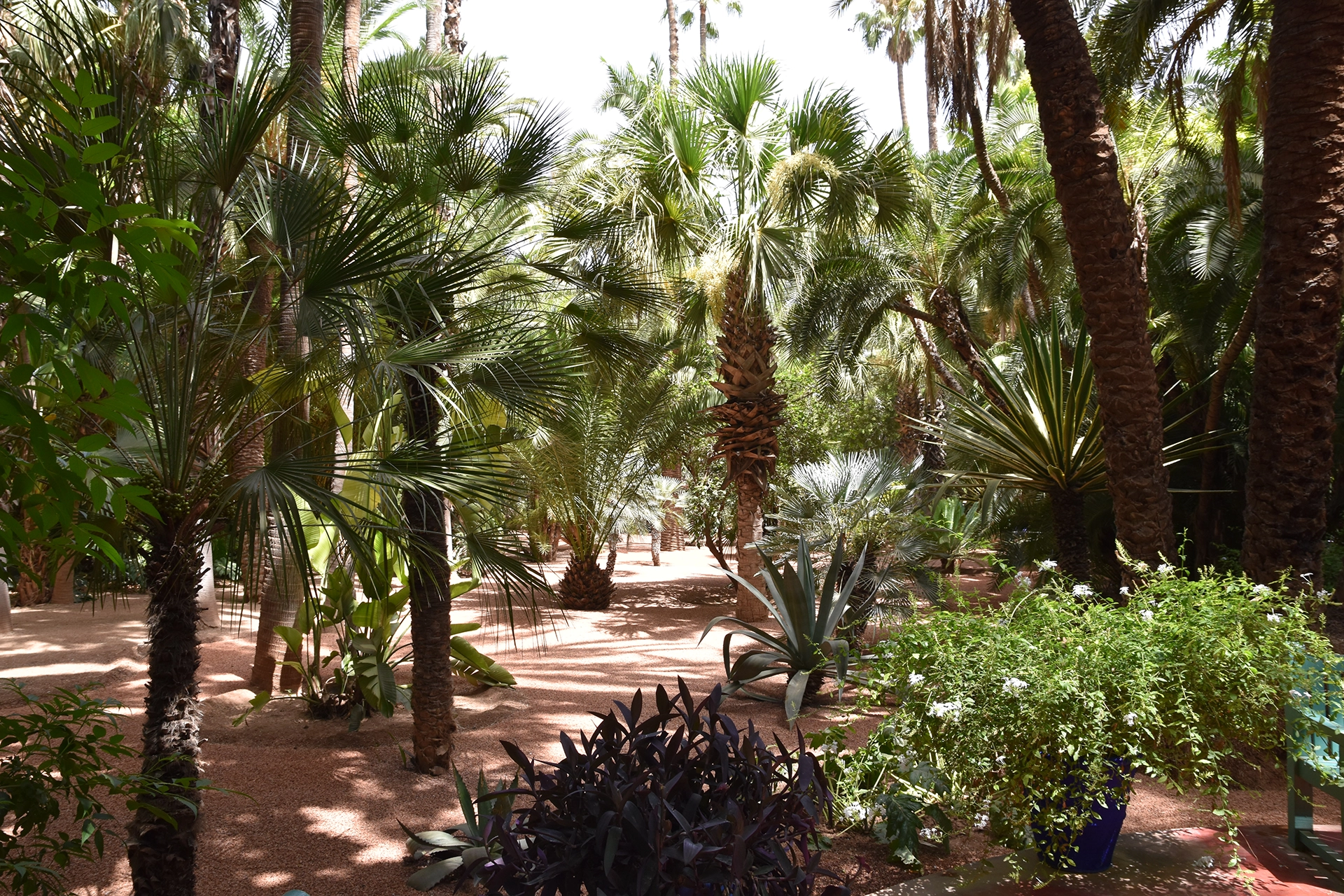 Step into the peaceful oasis of The Majorelle Garden in Marrakesh, where vibrant palms and exotic plants flourish under the Moroccan sun.