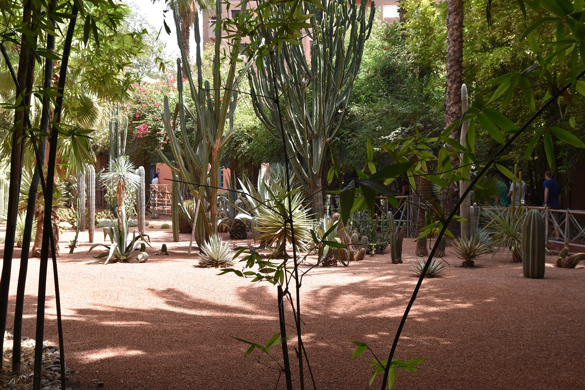Discover the captivating beauty of The Majorelle Garden, where towering cacti and exotic plants thrive amidst serene, sunlit pathways in the heart of Marrakesh.