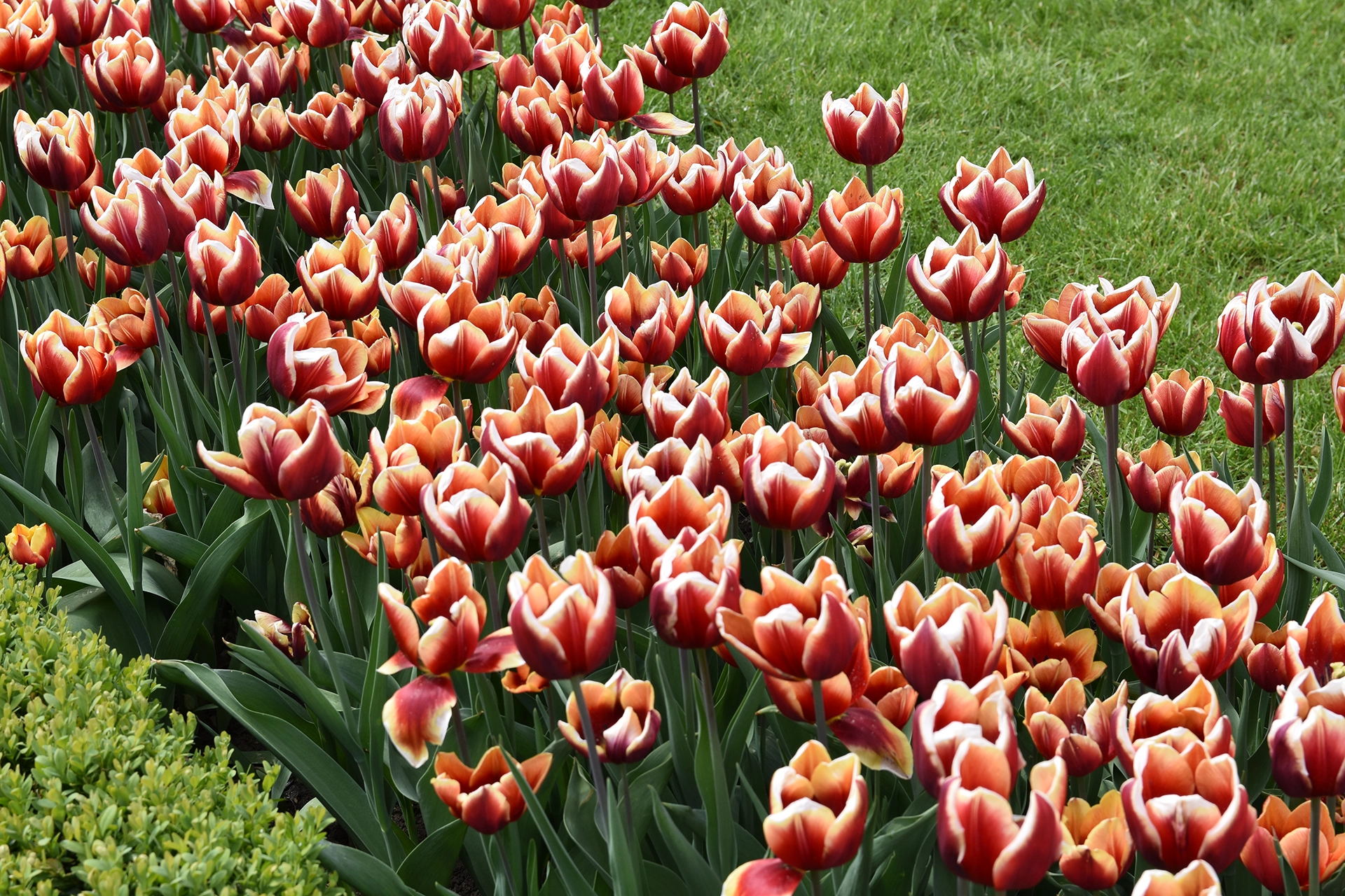 A stunning display of tulips adorns the gardens at the entrance to Ksiaz Castle in Walbrzych, offering a vibrant burst of color in this historic setting.